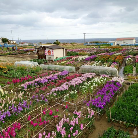 白間津のお花畑