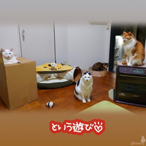 coco & fumi & Lin & Ryu