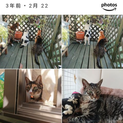 mark & coco & fumi & Lin