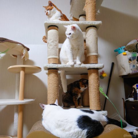 coco & fumi & Lin & Ryu