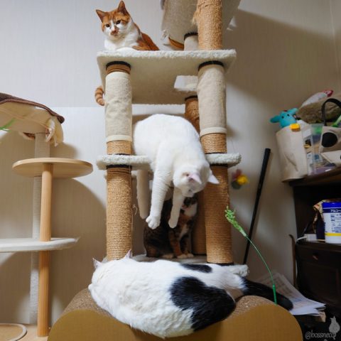 coco & fumi & Lin & Ryu