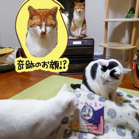 coco & fumi & Lin & Ryu