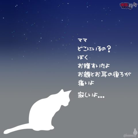 白猫ストーリー