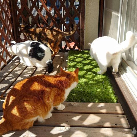 coco & fumi & Lin & Ryu