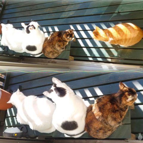 coco & fumi & Lin & Ryu