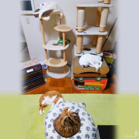 coco & fumi & Lin & Ryu