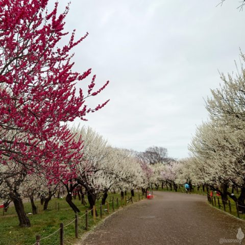 郷土の森梅林園