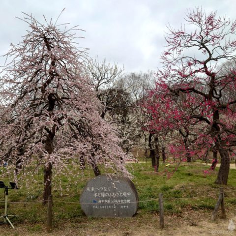 郷土の森梅林園