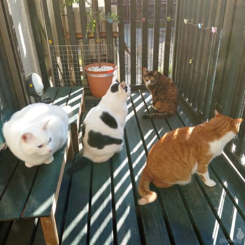 coco & fumi & Lin & Ryu