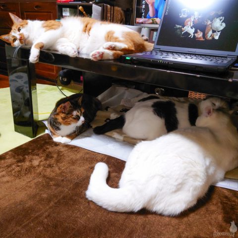 coco & fumi & Lin & Ryu