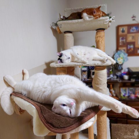 coco & fumi & Lin & Ryu