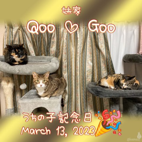 すず & Qoo & Goo