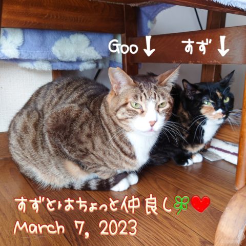 すず & Goo