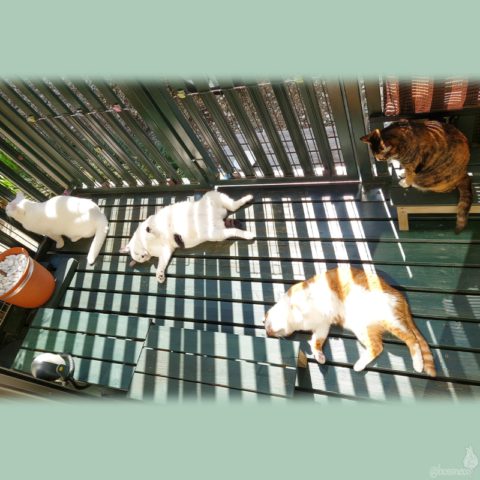 coco & fumi & Lin & Ryu