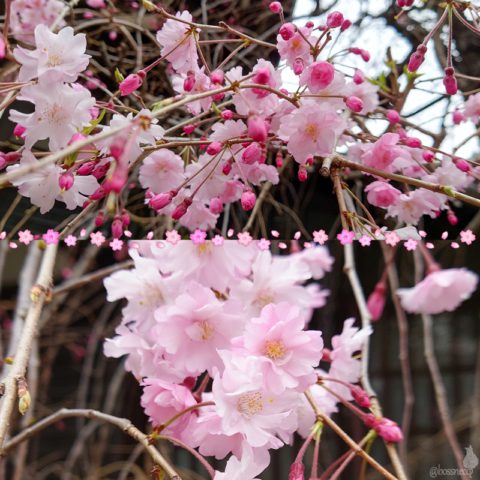 しだれ桜