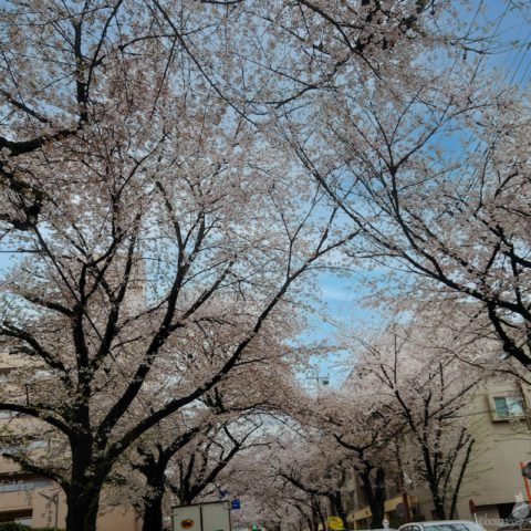 桜トンネル
