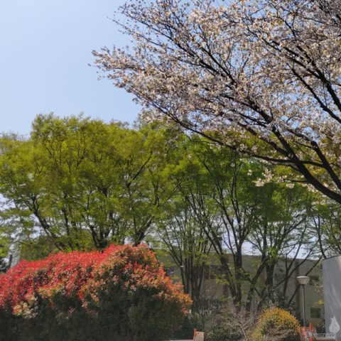 桜
