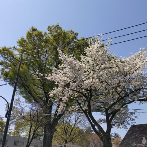 桜
