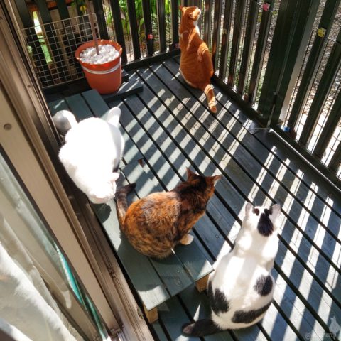 coco & fumi & Lin & Ryu