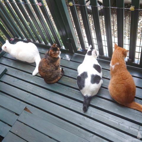 coco & fumi & Lin & Ryu