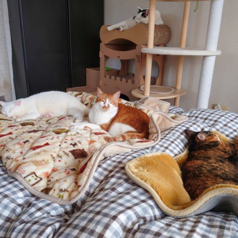 coco & fumi & Lin & Ryu