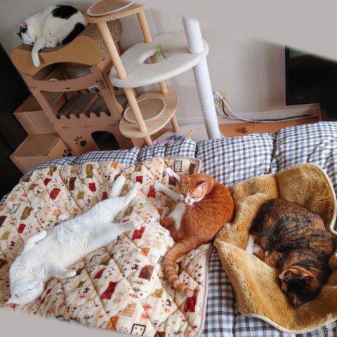 coco & fumi & Lin & Ryu