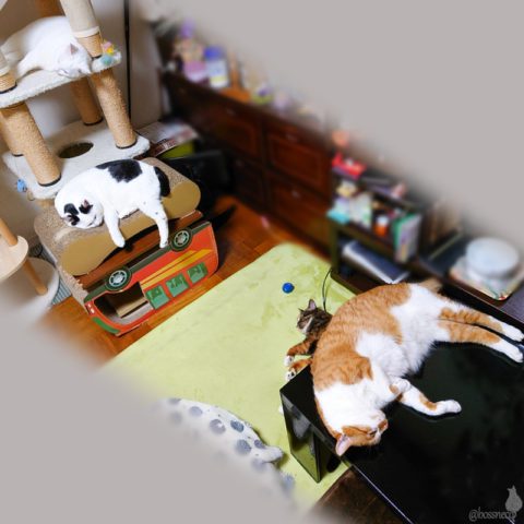 coco & fumi & Lin & Ryu