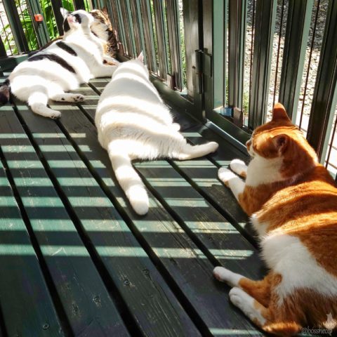 coco & fumi & Lin & Ryu