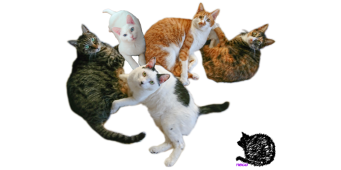 mark & coco & fumi & Lin & Ryu